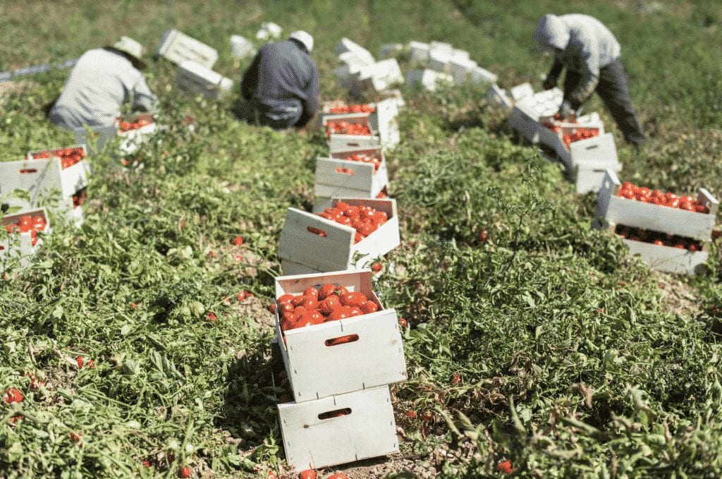 The Tomato Conundrum
